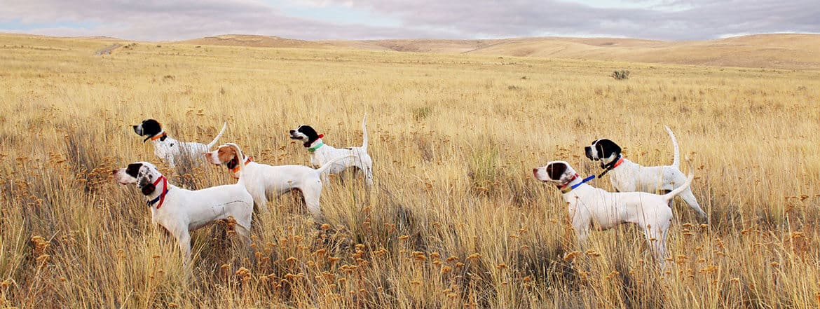 hunting dogs img 01 hunting dogs img 01
