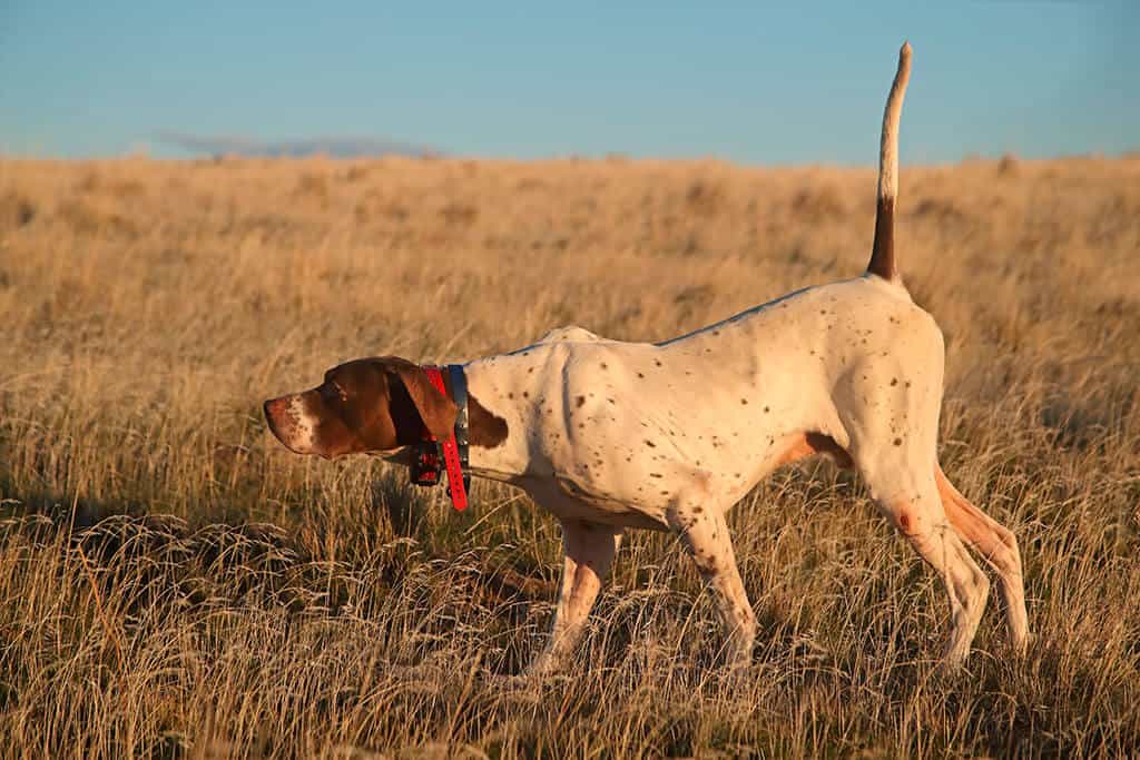 hunting dogs img 03 hunting dogs img 03