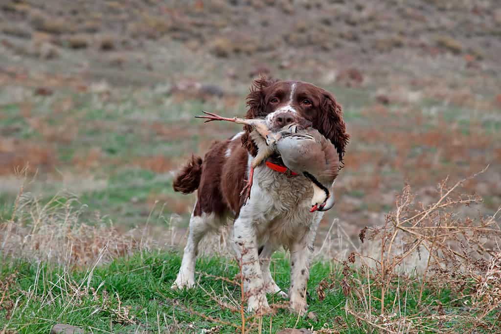 hunting dogs img 04 hunting dogs img 04