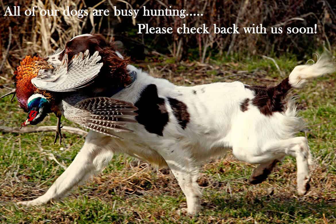 dogs for sale image dogs for sale image