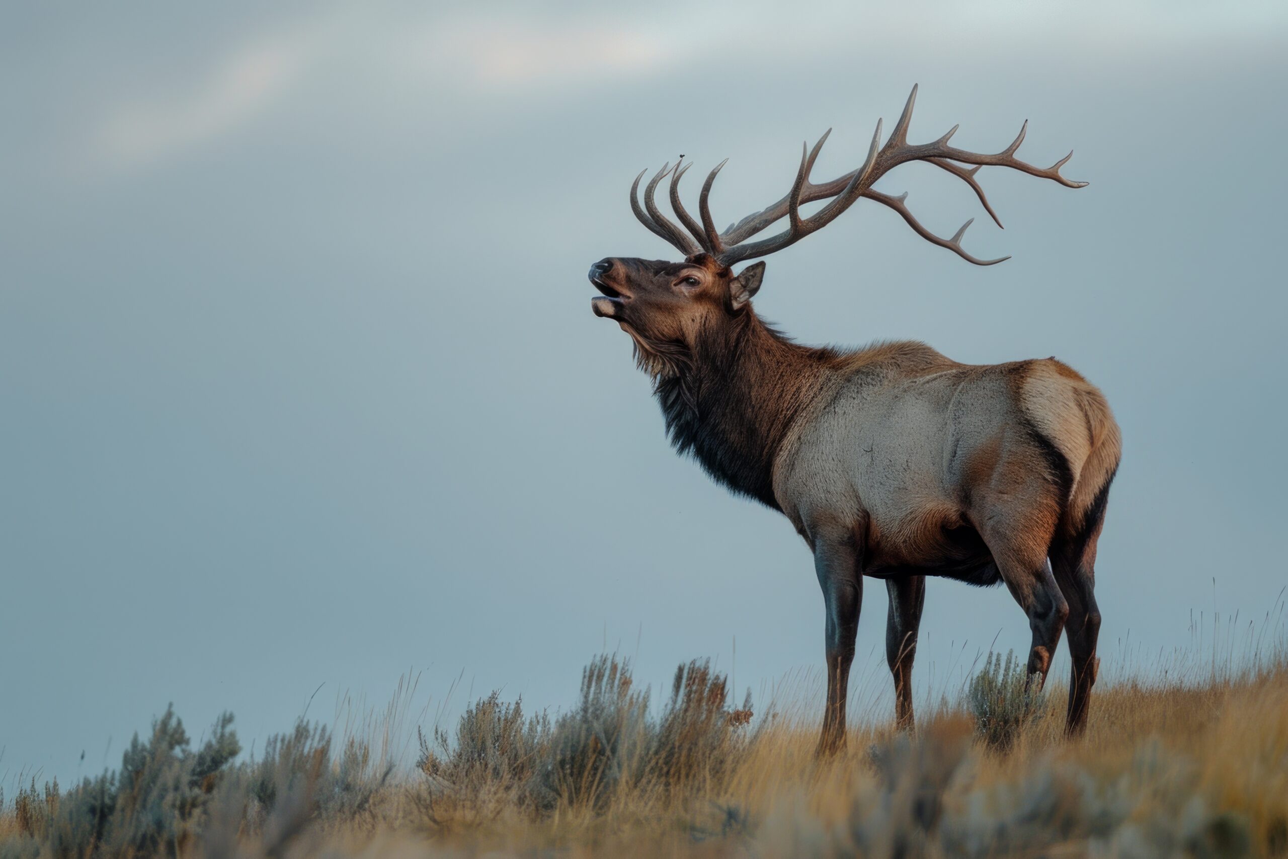 A large bull elk