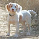 A white and light brown dog with floppy ears stands on a dirt path surrounded by dry grass, looking toward the camera.