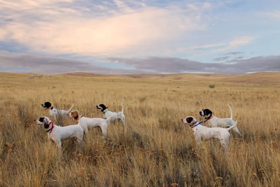 Hunting dogs at Ruggs Ranch