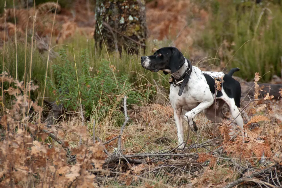 A Pointer points the way to prey
