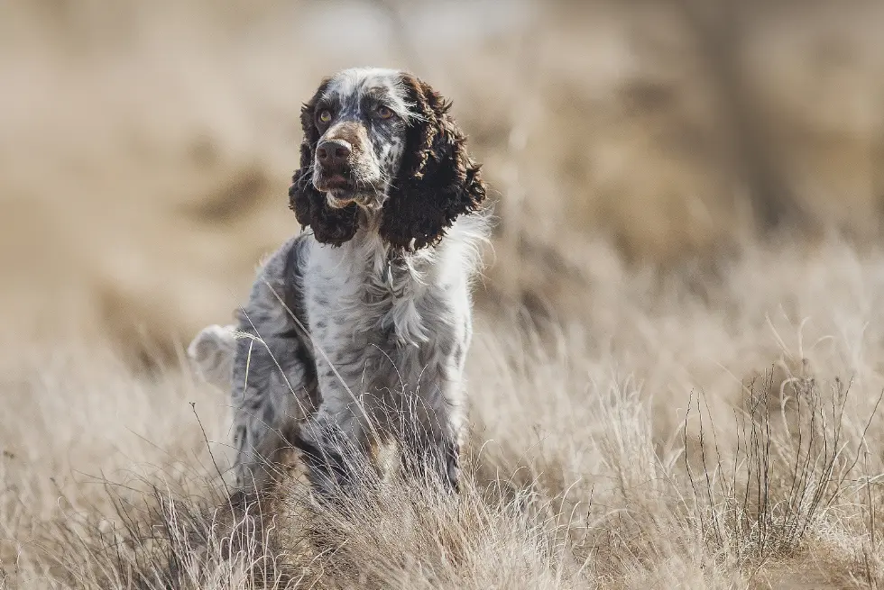 An English Cocker Spaniel