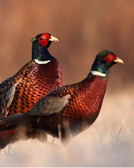 Two male pheasants with colorful plumage stand side by side in a grassy field with a blurred brown background.