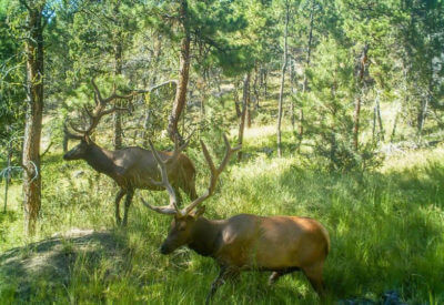 Magnificent stags in the woods