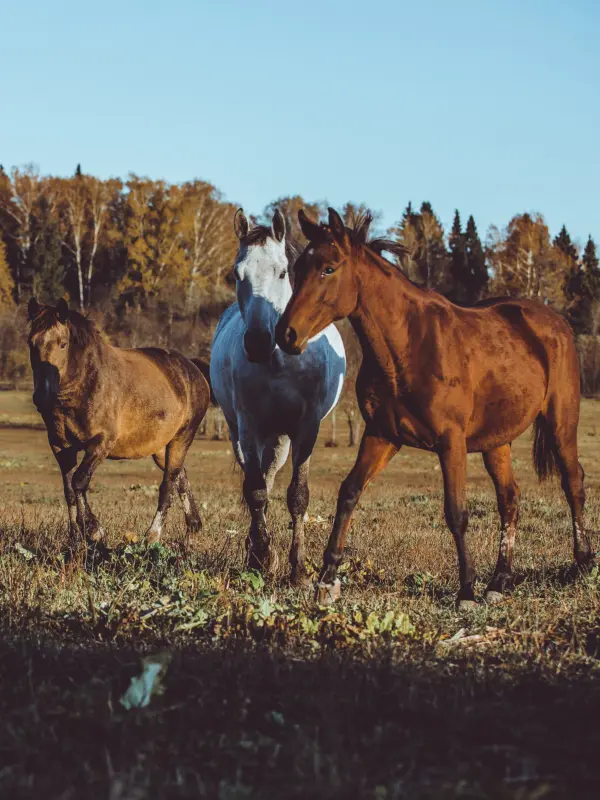Three horses stand in a grassy field with autumn trees and a clear blue sky in the background.