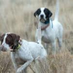 Two dogs playing in tall grass