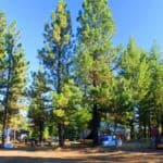 Tall pine trees in sunny campsite