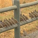 Birds from a wing shoot