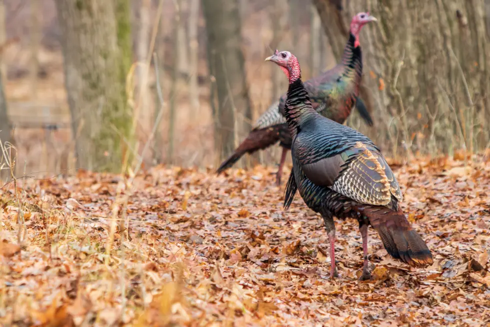 Wild turkeys in the brush