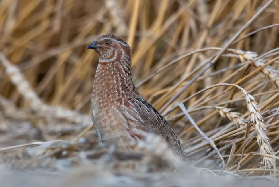 A quail hides in the brush