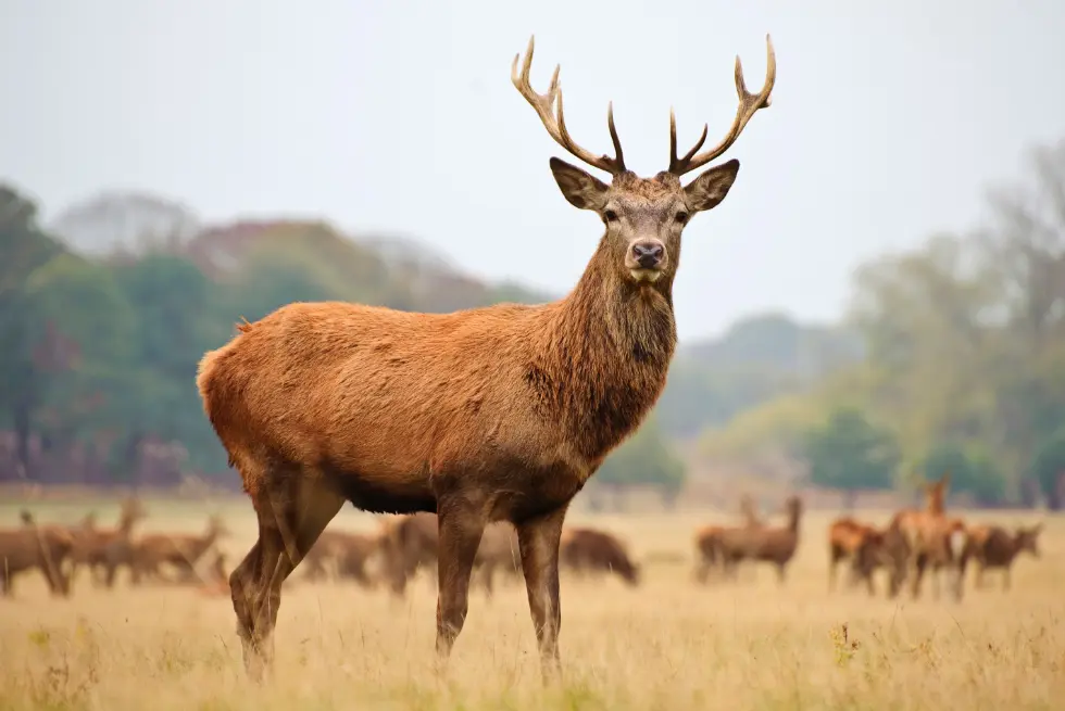 Stag standing in grassy field.